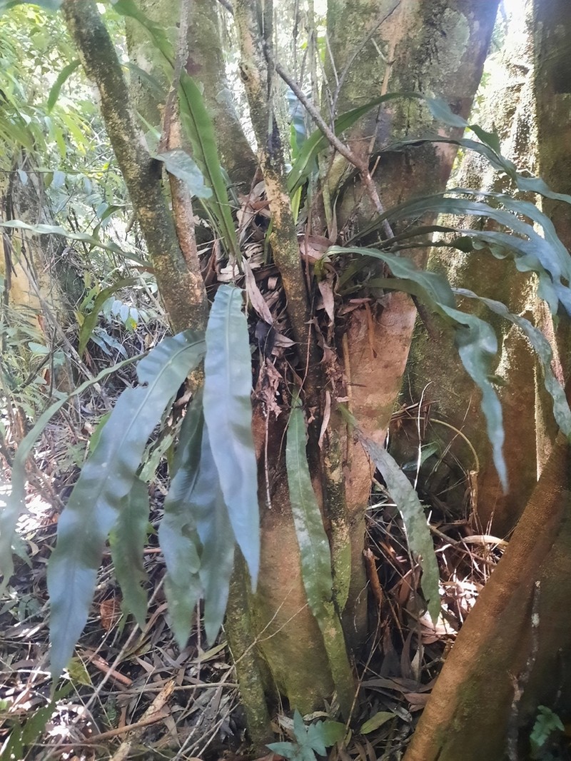 Asplenium africanum photo 2