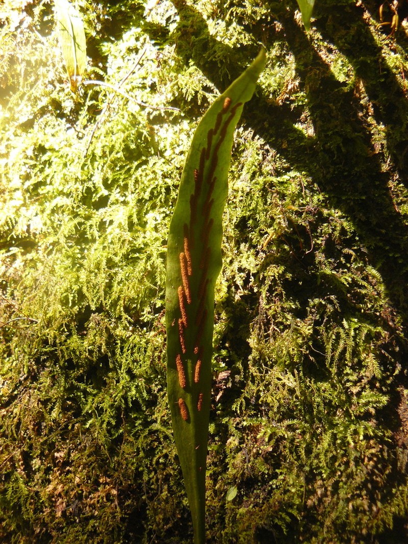 Asplenium africanum photo 3