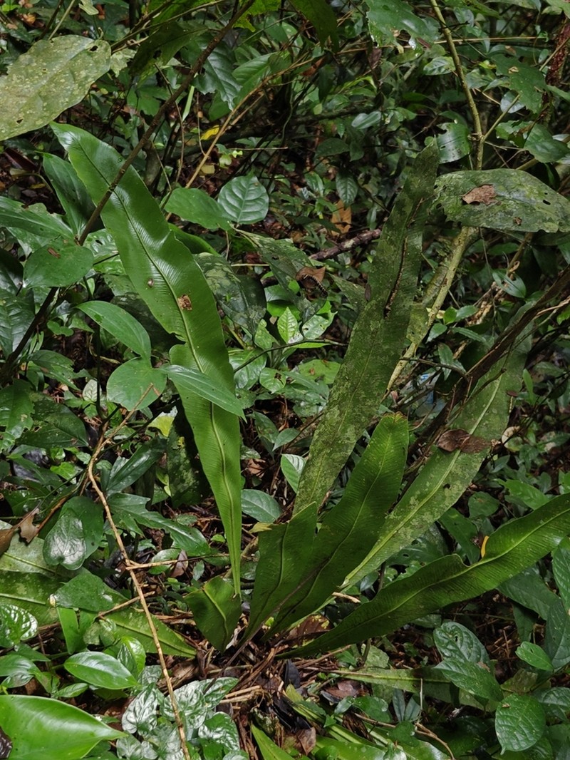 Asplenium africanum photo 4