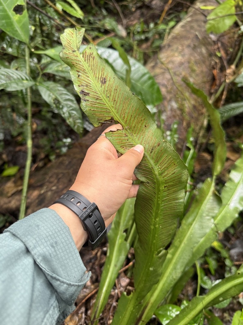 Asplenium africanum photo 5