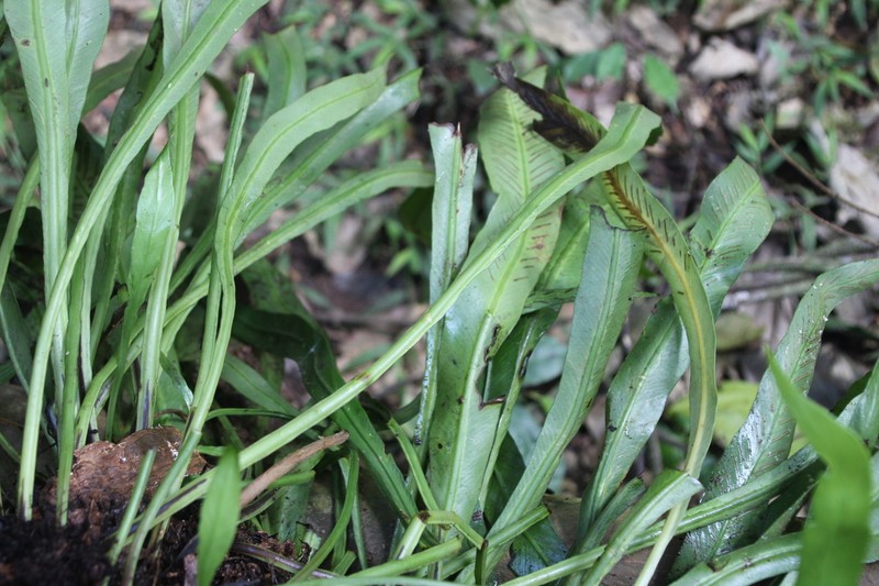 Asplenium africanum photo 6