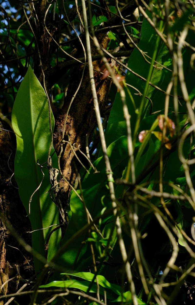 Asplenium africanum photo 7