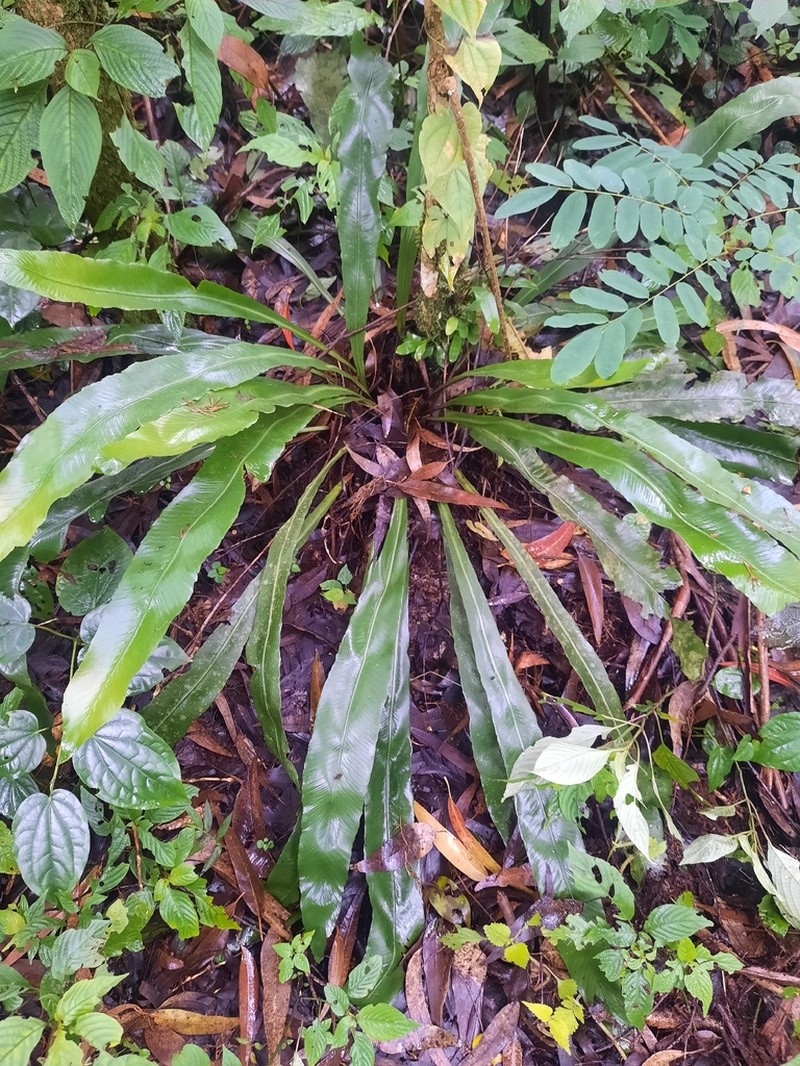 Asplenium africanum photo 8