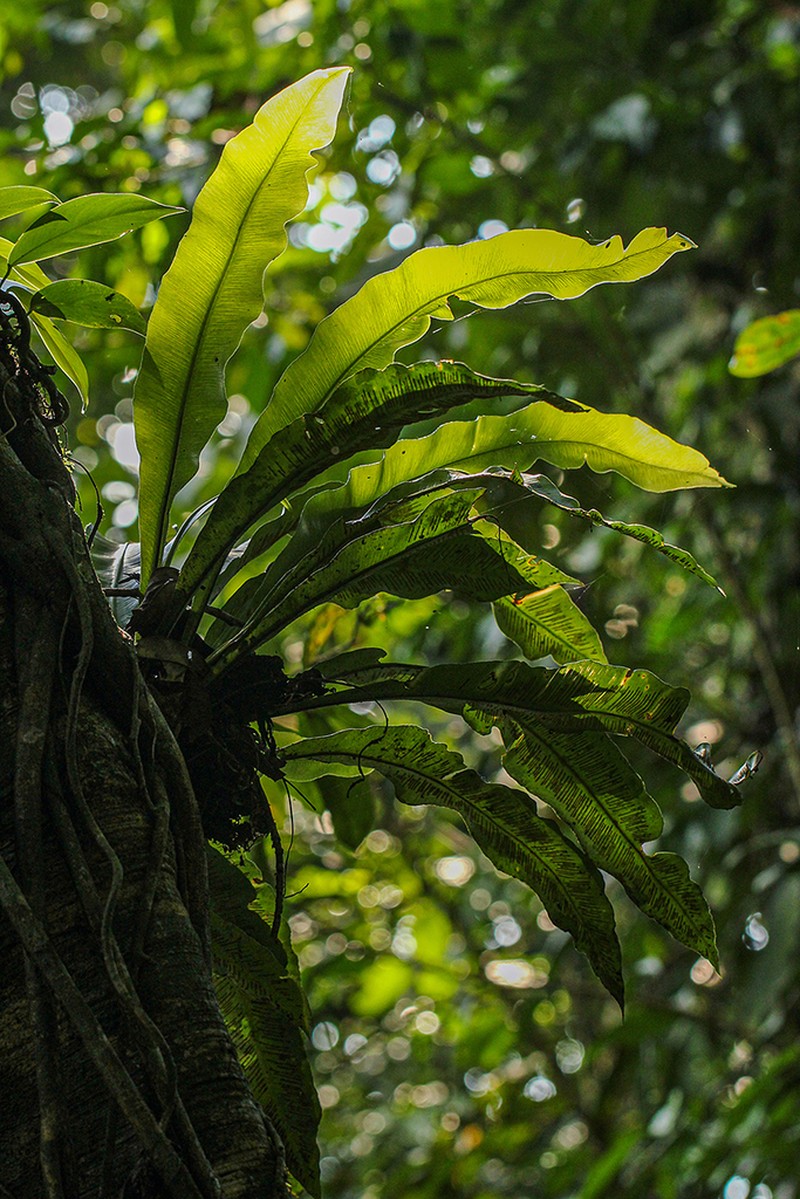 Asplenium africanum