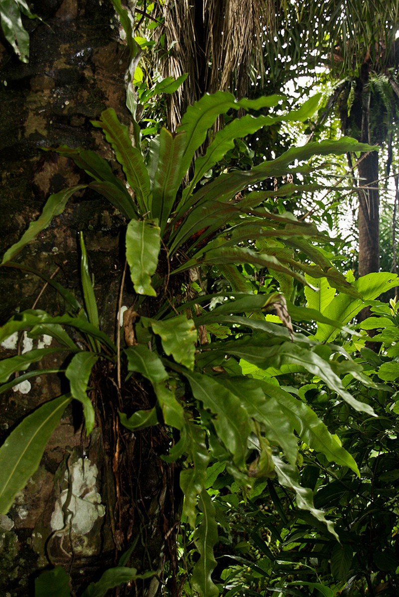 Asplenium africanum photo 2