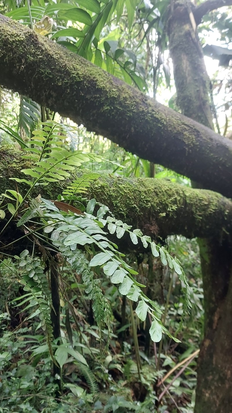Asplenium alatum