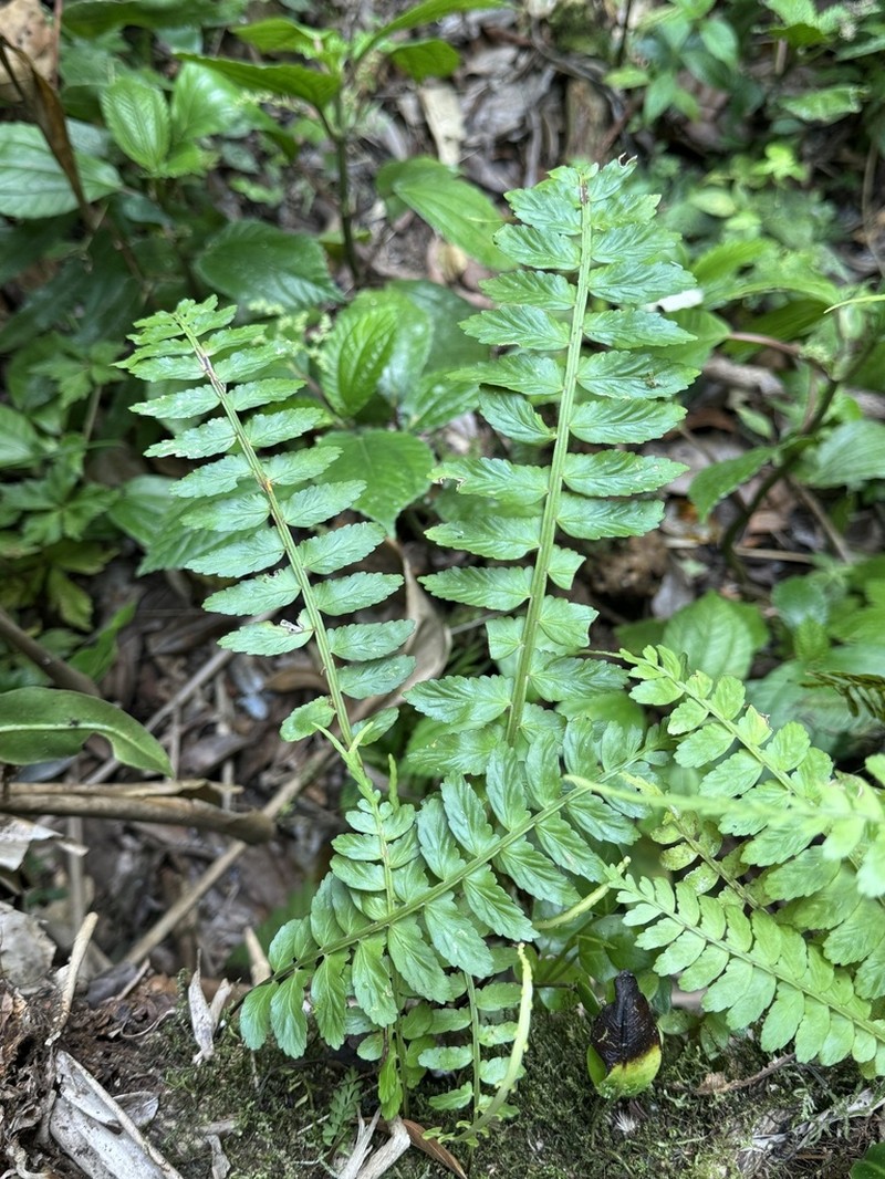 Asplenium alatum photo 2