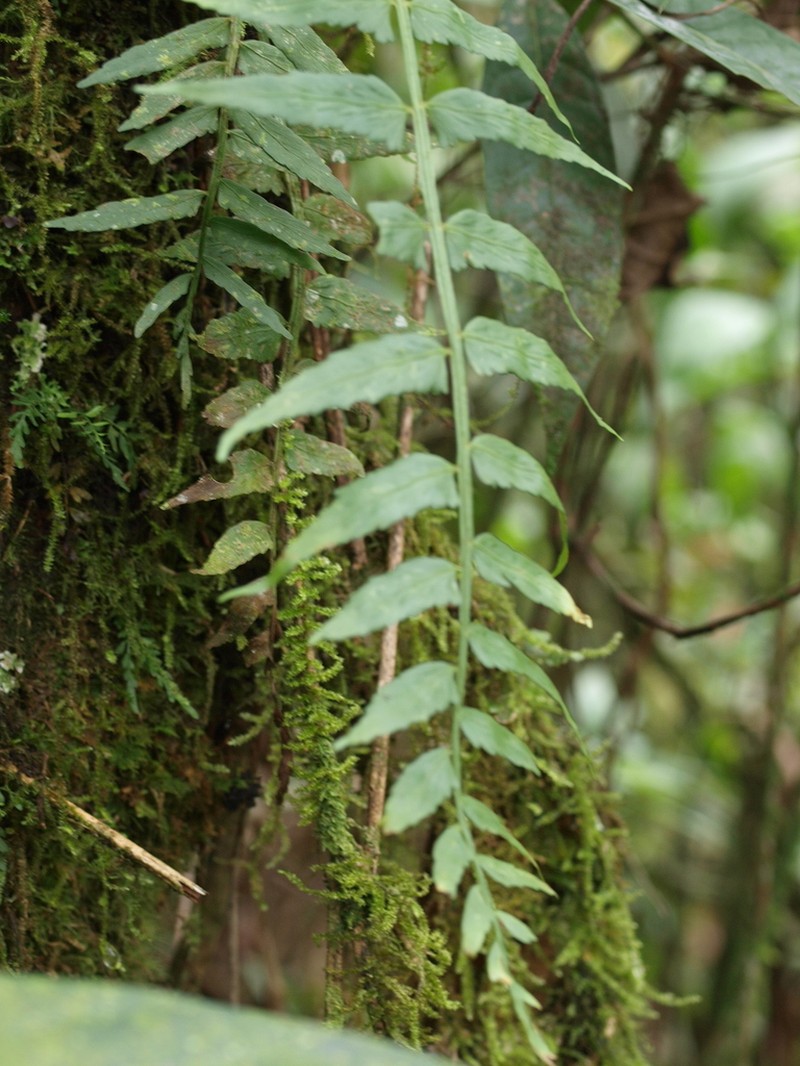 Asplenium alatum photo 4