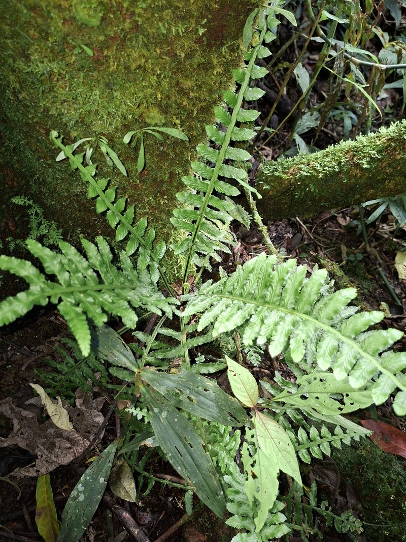 Asplenium alatum photo 5