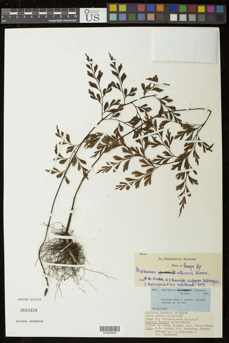 Asplenium albersii
