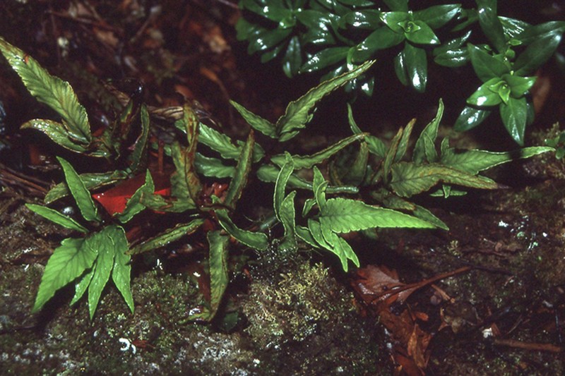 Asplenium alleniae
