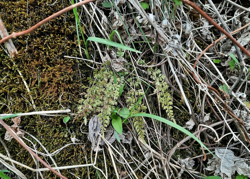 Asplenium altajense