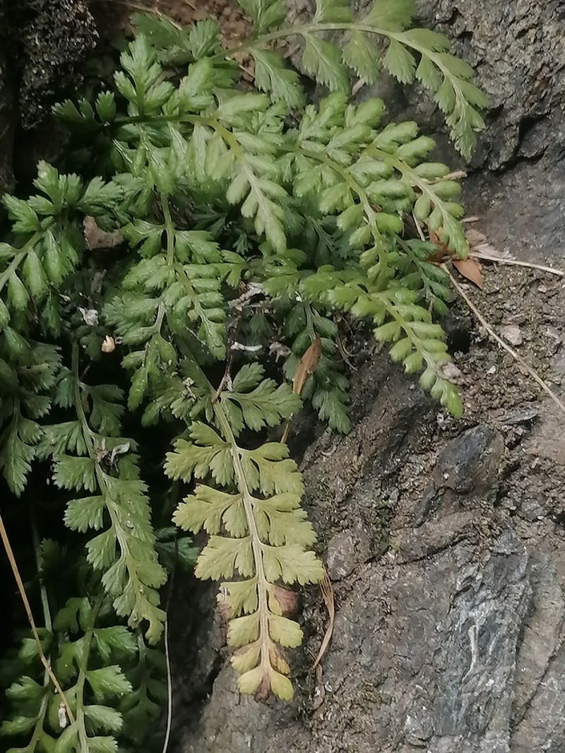 Asplenium altajense photo 2