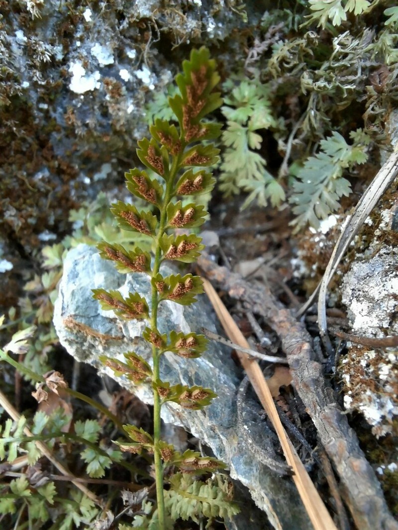 Asplenium altajense photo 3