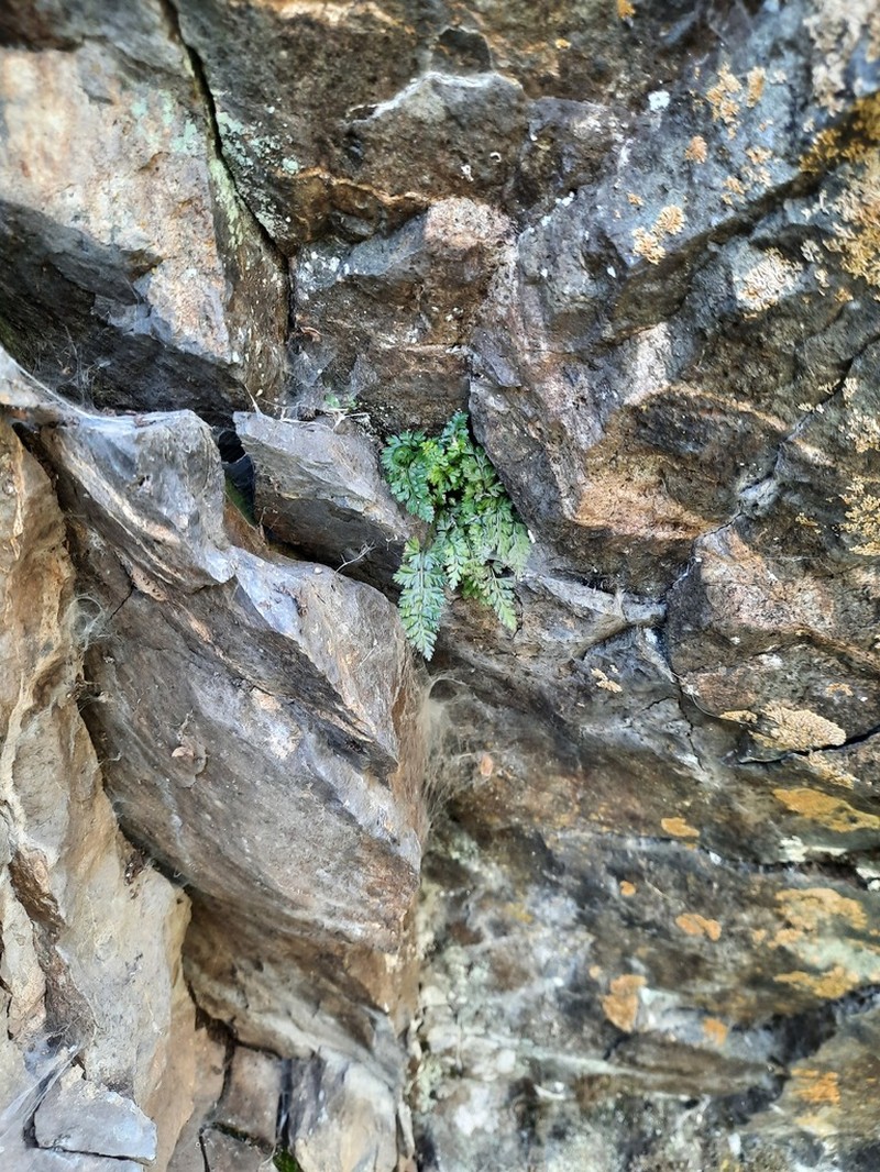 Asplenium altajense photo 4