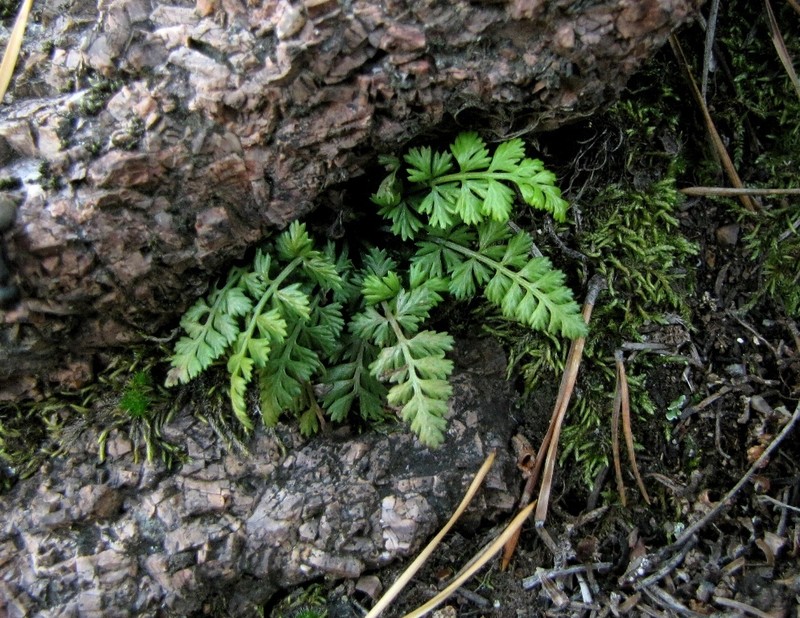 Asplenium altajense photo 5