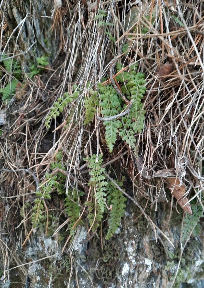Asplenium altajense photo 6