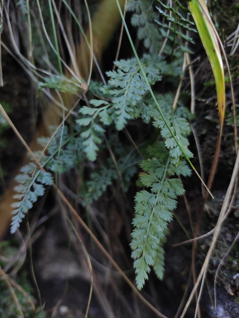 Asplenium altajense photo 7