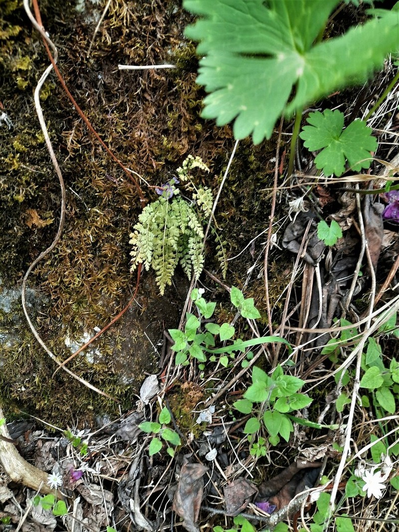 Asplenium altajense photo 8