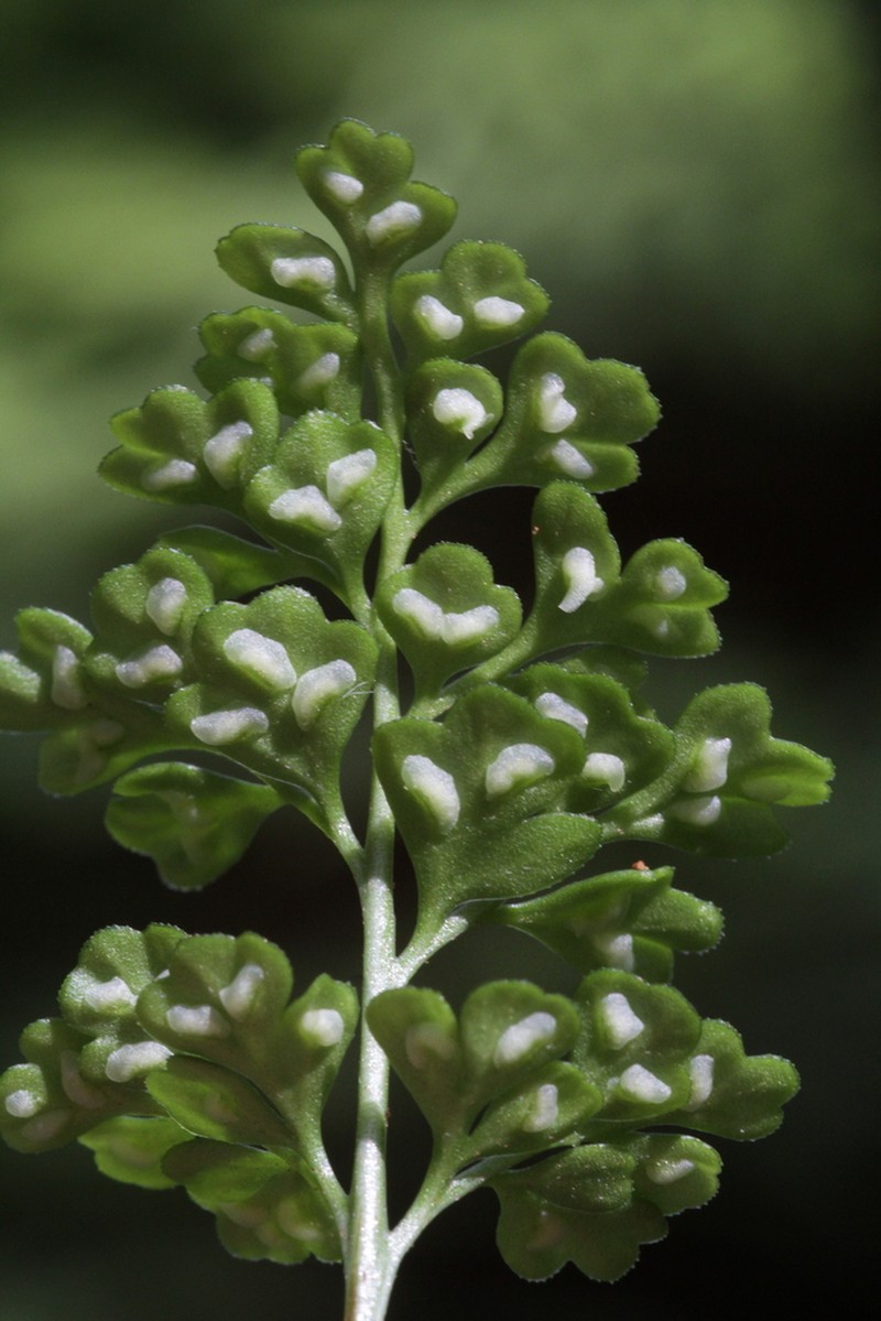Asplenium alvarezense