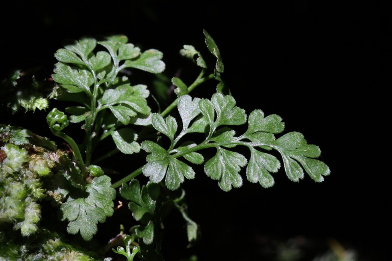 Asplenium alvarezense photo 2