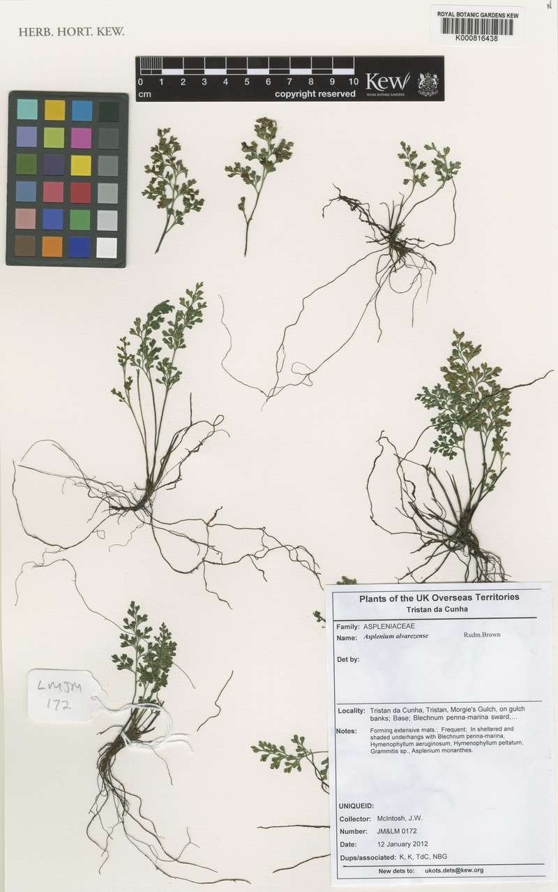 Asplenium alvarezense photo 3