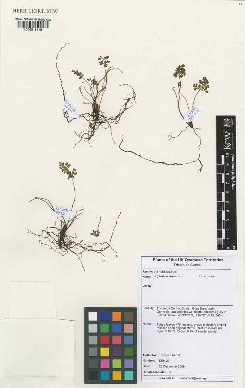 Asplenium alvarezense photo 4