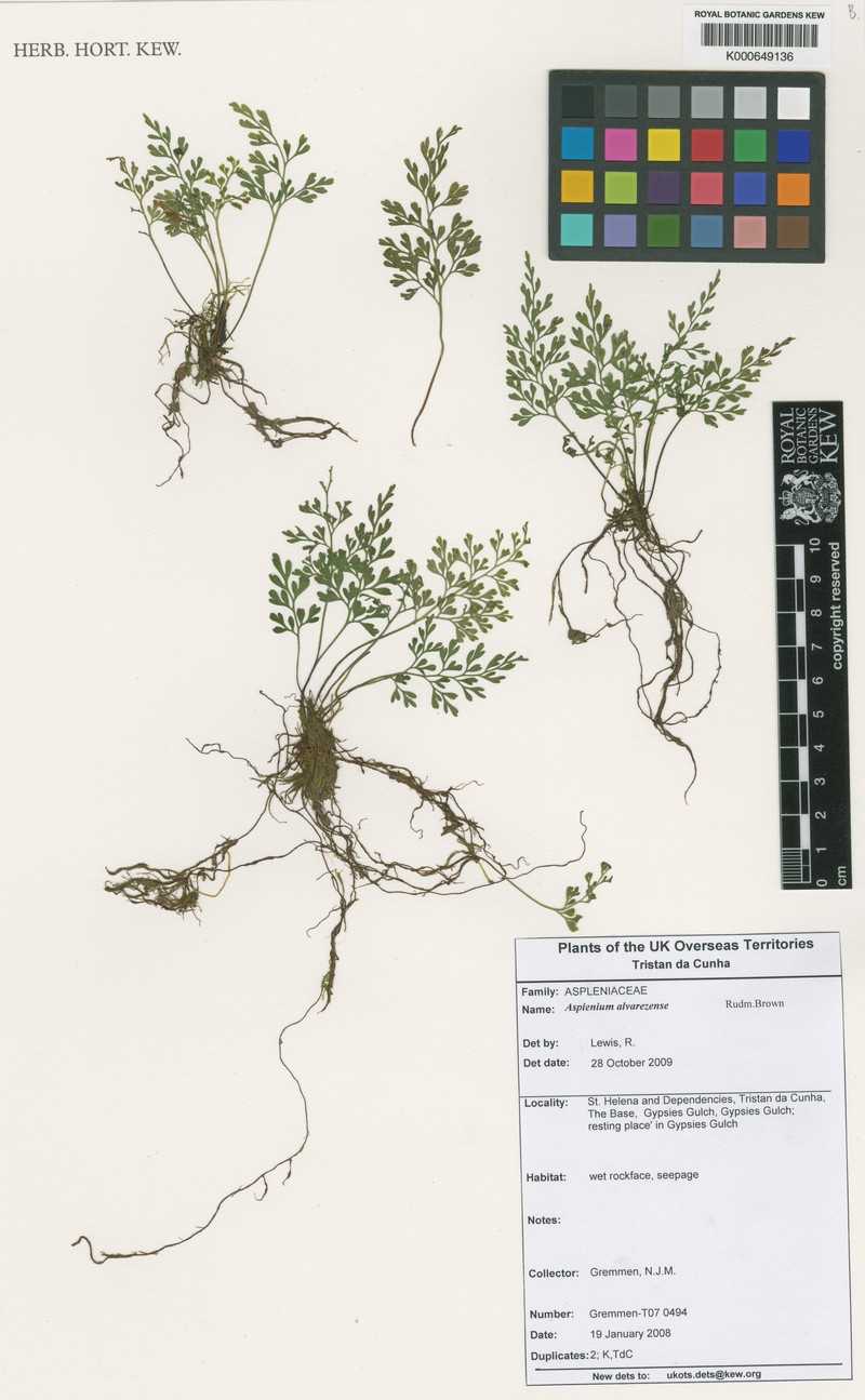 Asplenium alvarezense photo 5