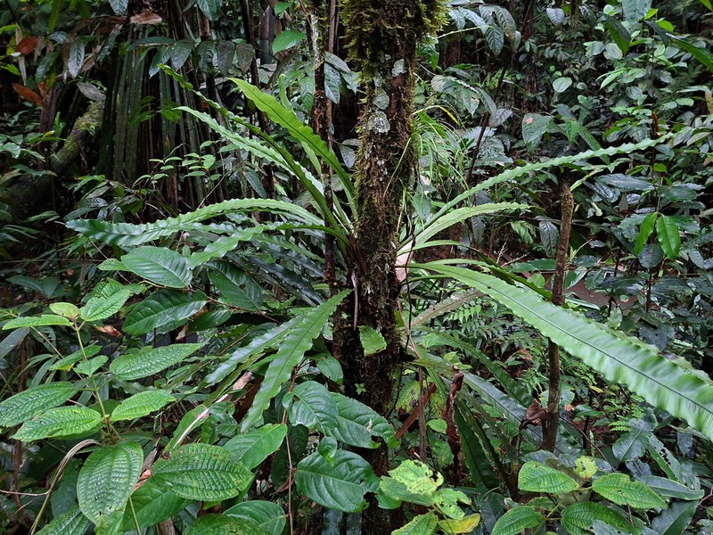 Asplenium amboinense