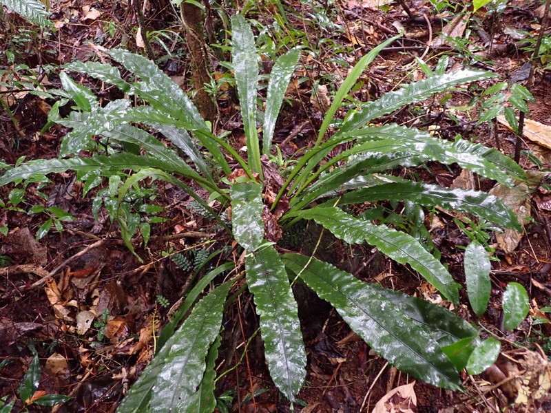 Asplenium amboinense photo 2