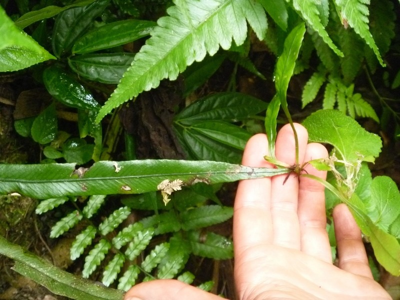 Asplenium amboinense photo 3