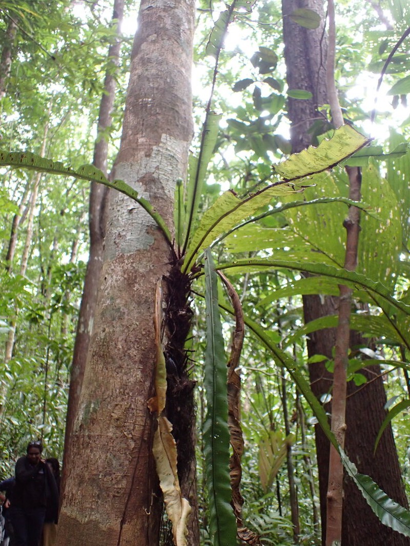 Asplenium amboinense photo 4