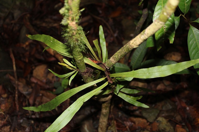 Asplenium amboinense photo 5
