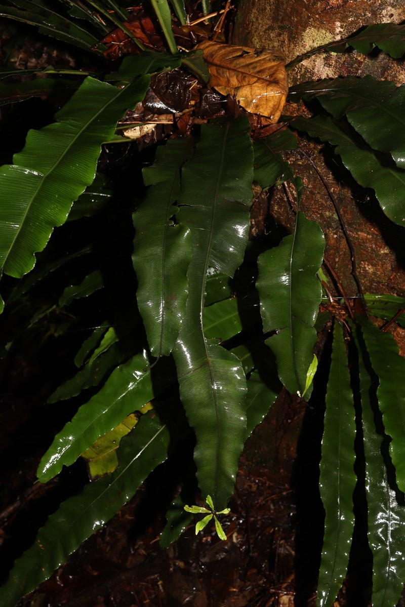 Asplenium amboinense photo 6