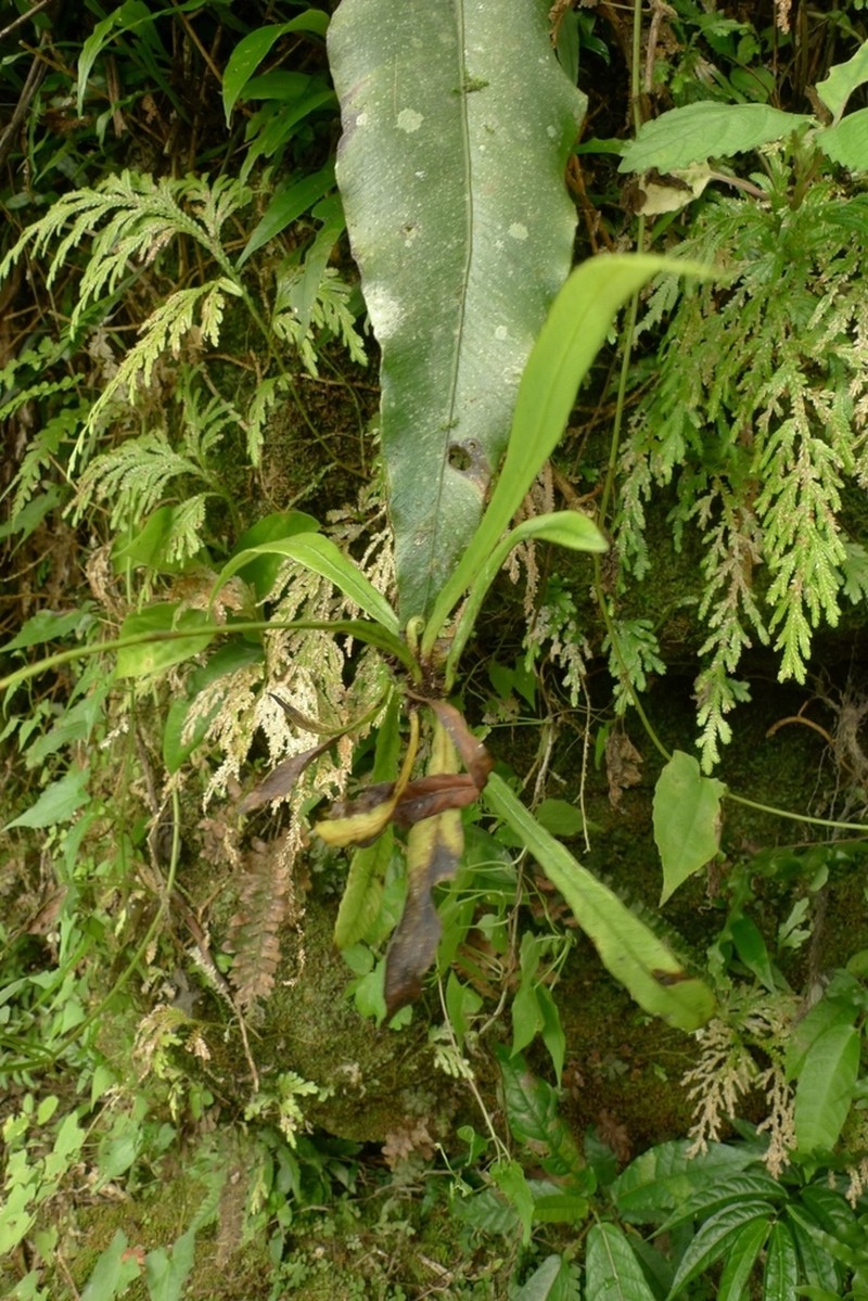 Asplenium amboinense photo 7