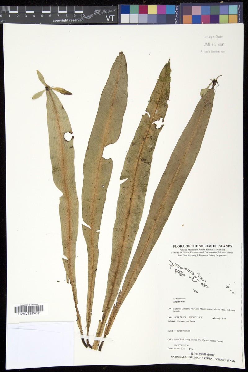 Asplenium amboinense