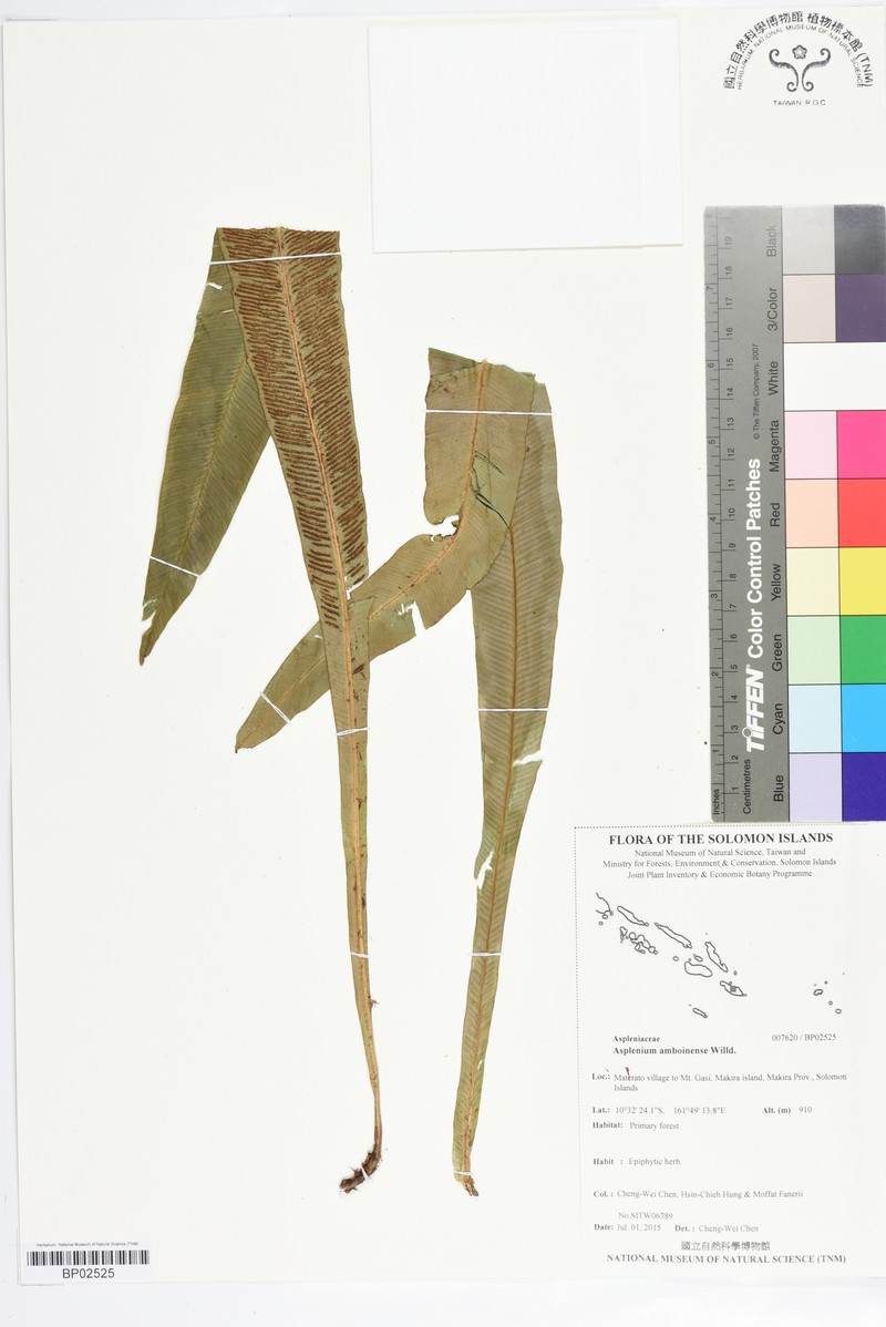 Asplenium amboinense photo 2