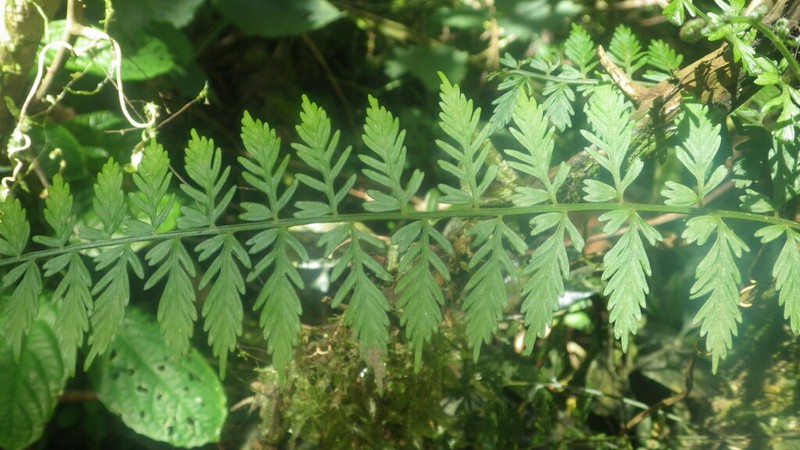 Asplenium ambrense