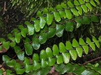 Asplenium anceps