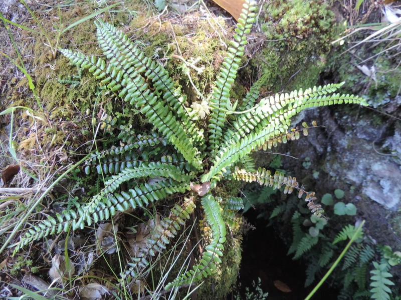 Asplenium anceps photo 2