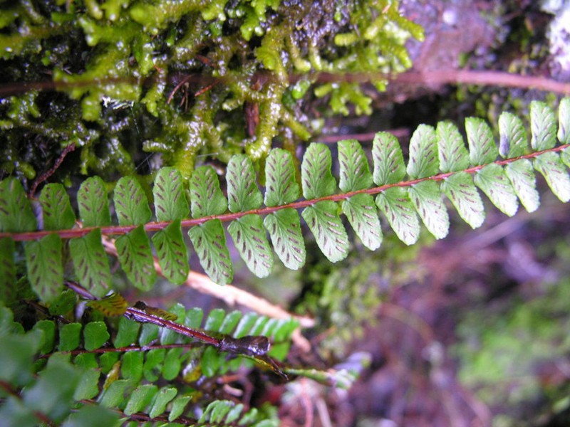 Asplenium anceps photo 3