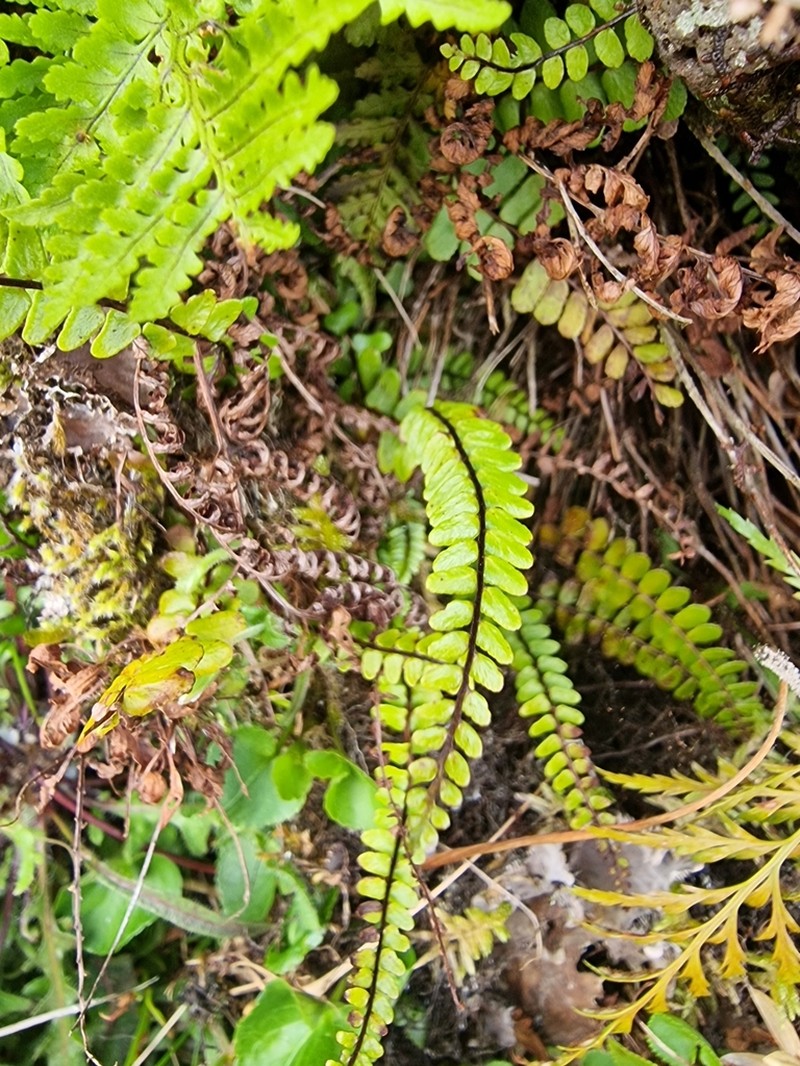Asplenium anceps photo 4