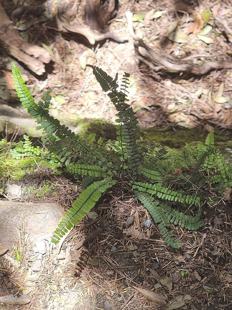 Asplenium anceps photo 5