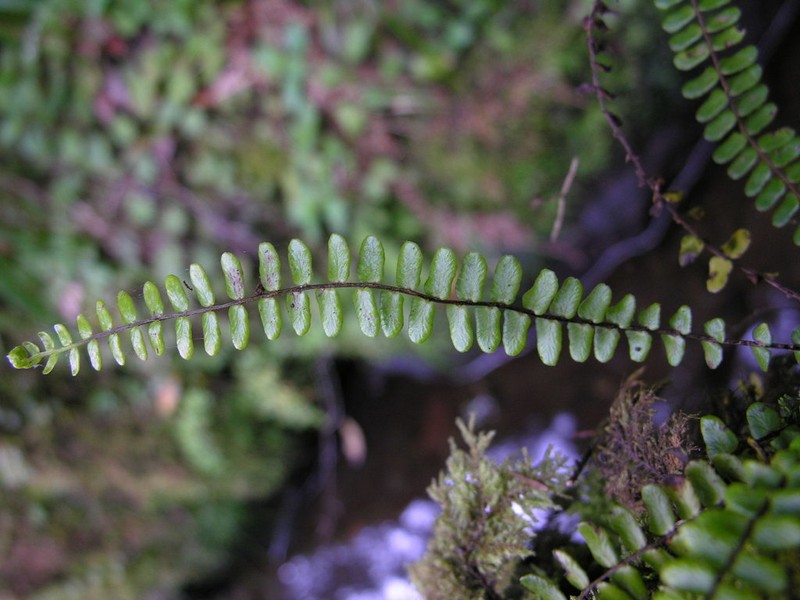 Asplenium anceps photo 6