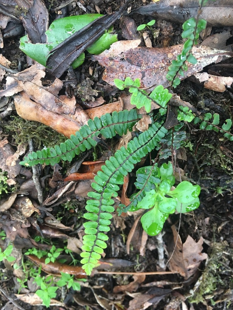Asplenium anceps photo 7