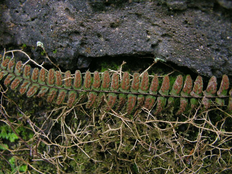 Asplenium anceps photo 8