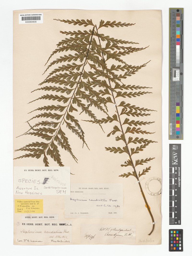 Asplenium aneitense