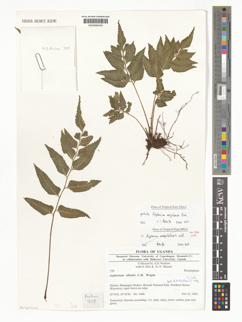 Asplenium angolense