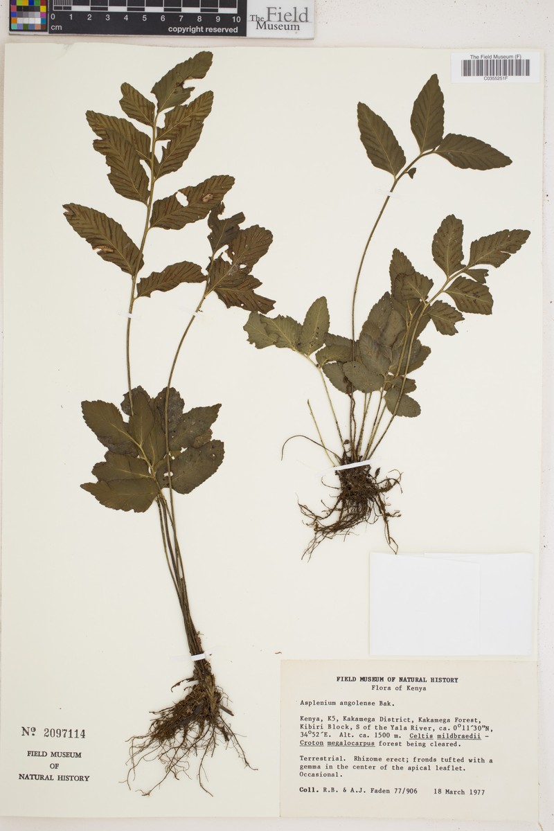 Asplenium angolense photo 2
