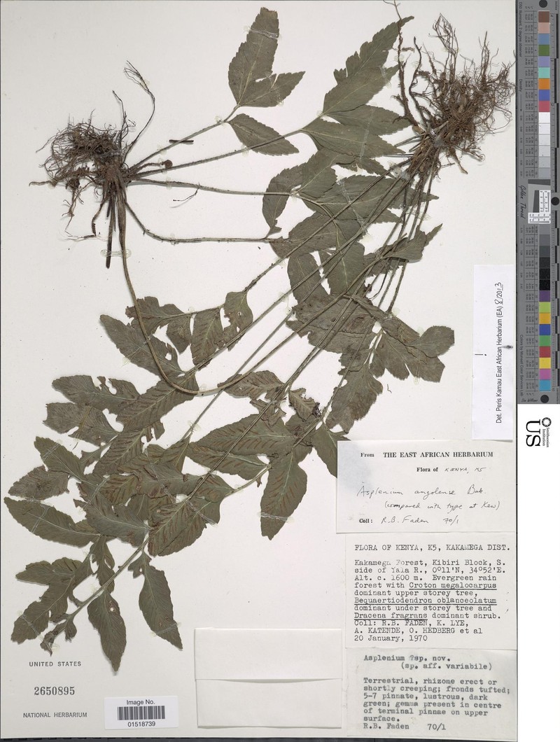 Asplenium angolense photo 3